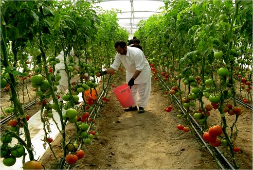 صادرات یک هزارتن گوجه فرنگی به روسیه و کشورهای حوزه خلیج فارس
