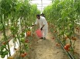 صادرات یک هزارتن گوجه فرنگی به روسیه و کشورهای حوزه خلیج فارس