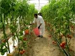 صادرات یک هزارتن گوجه فرنگی به روسیه و کشورهای حوزه خلیج فارس