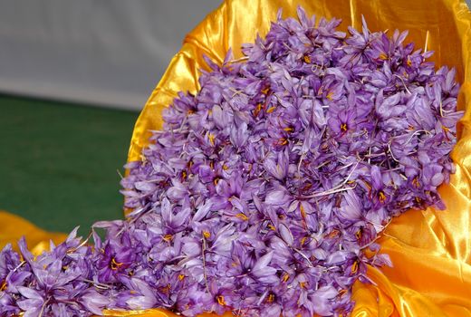 خراسان جنوبی دارای رتبه دوم تولید زعفران