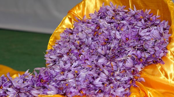 خراسان جنوبی دارای رتبه دوم تولید زعفران