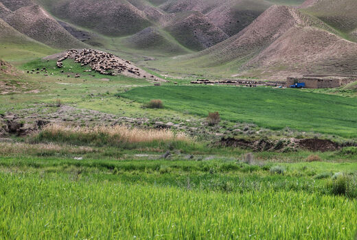 پروژه مدیریت چرا در مراتع قشلاقی ومیانبند شهرستان سرخه اجرا شد