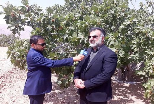 باغ بَر انجیر در اراضی شیب دار احداث می شود