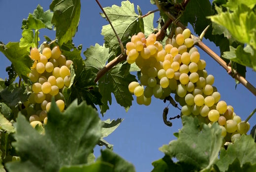 تولید ۲۰ محصول باغی در روستای سردسیری خلیلی در بوئین میاندشت