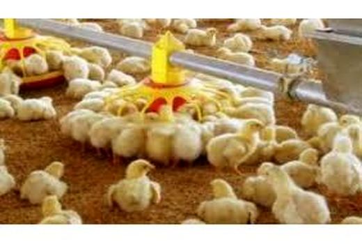 جوجه ریزی 520 هزار قطعه ای در بابل