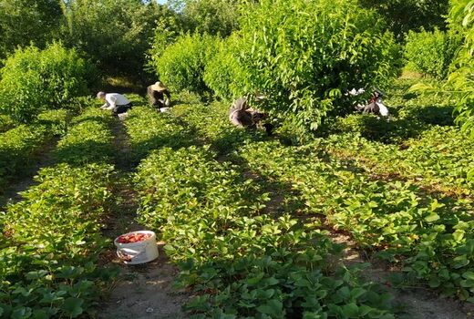 کردستان سرزمین و معدن طلای سرخ ایران