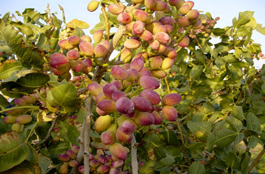 تولید 800 هزار تن محصول کشاورزی در استان قم / افزایش سطح زیر کشت پسته به 20 هزار هکتار