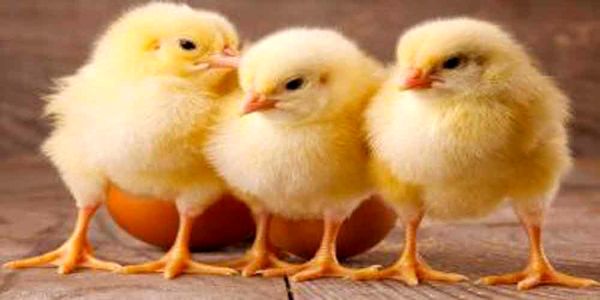 معدوم سازی جوجه یک روزه در استان اصفهان انجام نمی شود