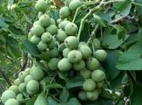 ایجاد باغ مادری گردو در تویسرکان