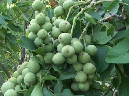 ایجاد باغ مادری گردو در تویسرکان