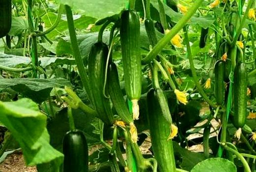 اولین کنه‌کش گیاهی بومی ایران ثبت شد