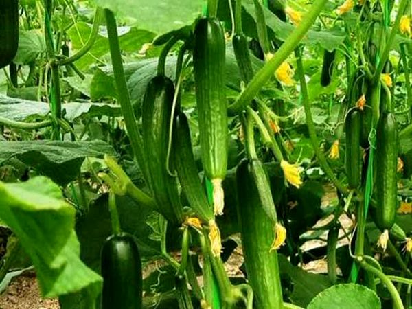 اولین کنه‌کش گیاهی بومی ایران ثبت شد