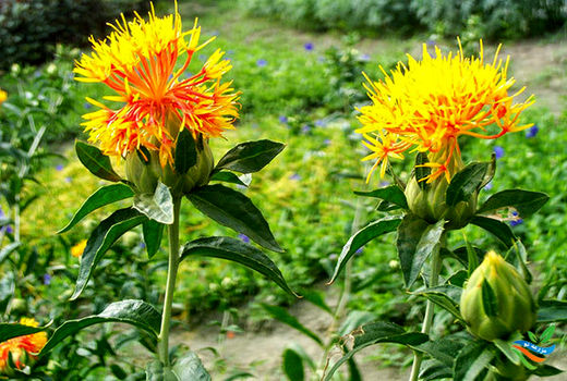 پیش بینی برداشت 2500 کیلو دانه روغنی گلرنگ در جرقویه علیا 