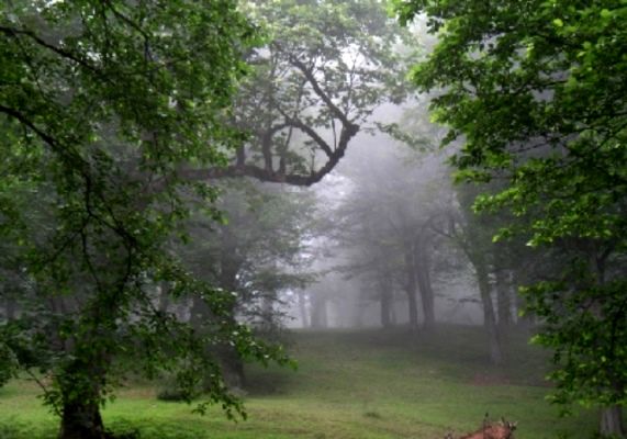 حراست از جنگل ها و عرصه های طبیعی، نوعی عبادت است