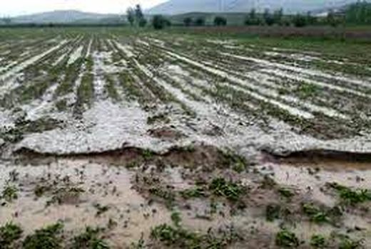 خسارت بارش باران تابستانی و تگرگ در دو روز گذشته به بخش کشاورزی خراسان شمالی 