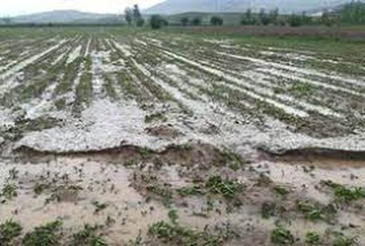 خسارت بارش باران تابستانی و تگرگ در دو روز گذشته به بخش کشاورزی خراسان شمالی 