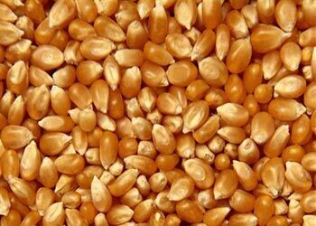 خرید تضمینی بیش از 24 میلیون کیلو گرم ذرت دانه ای در هرمزگان