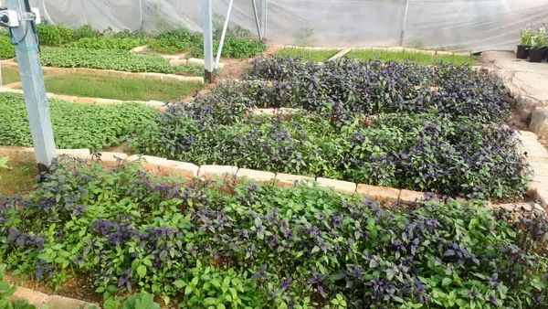 نخستین گلخانه کوچک مقیاس در روستای سرتشنیز به بهره برداری رسید