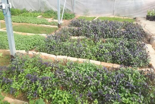 نخستین گلخانه کوچک مقیاس در روستای سرتشنیز به بهره برداری رسید