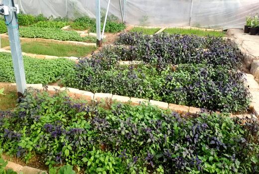 نخستین گلخانه کوچک مقیاس در روستای سرتشنیز به بهره برداری رسید