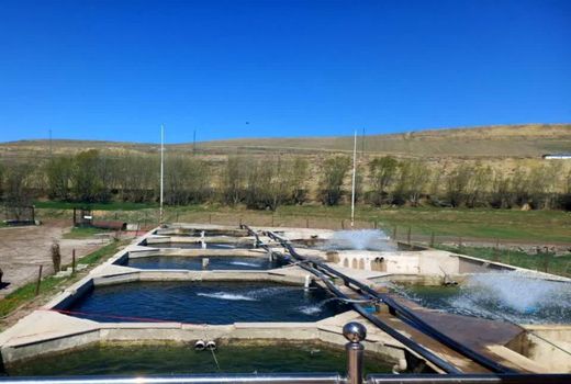 پرورش ماهی در استخرهای ذخیره آب؛ طرحی نو برای رونق کشاورزی دشتستان