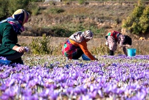 بانوان اصفهانی با کشاورزی شهری، زندگی سبز را به خانه‌ها بازگرداندند