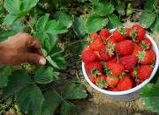 تولید 1800 تن توت فرنگی گلخانه‌ای در استان زنجان