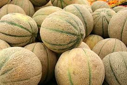 برداشت سبزی و صیفی از مزارع جنوب فارس آغاز شد 