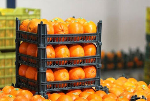 فرصت ۶۰۰ میلیون دلاری بازار چین برای باغداران