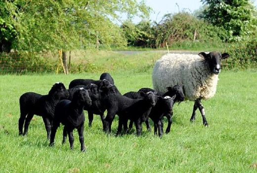 تولید گوشت؛ اولویت اول تولید دامدارن دام سبک کشور