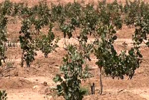 ممنوعیت دخالت افراد غیرمتخصص در فعالیت های باغبانی مرودشت 