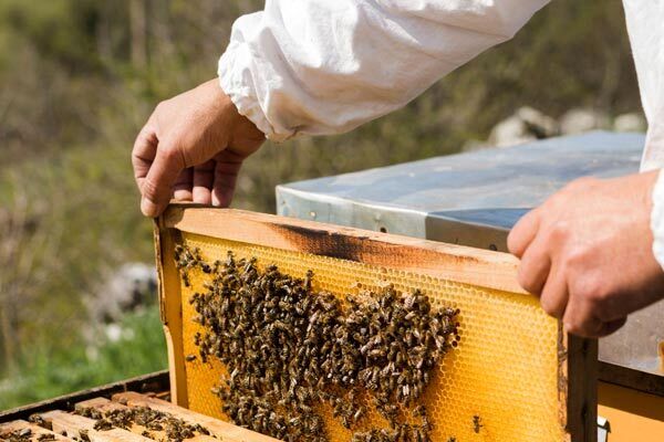 آغاز سرشماری سراسری زنبورستانهای استان بوشهر