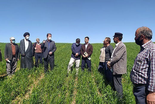 طرح جهش تولید در دیمزار های شهرستان ورزقان