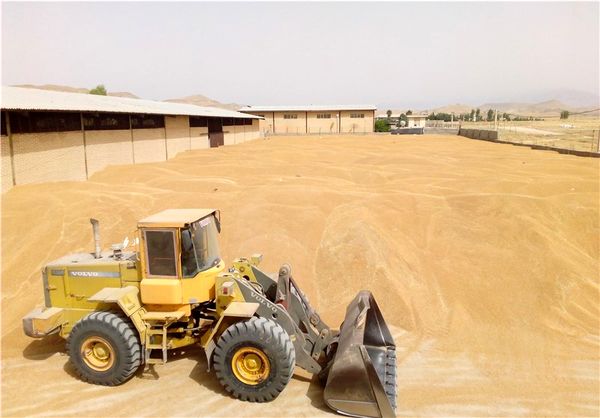 خریداری بیش از 39 هزار تن گندم از کشاورزان استان بوشهر 