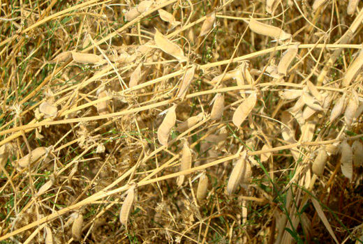 توسعه کاشت خلر و ماشک ضروری است