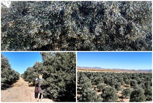 پیش‌بینی برداشت  ۹۳ تن زیتون در استان خراسان جنوبی 