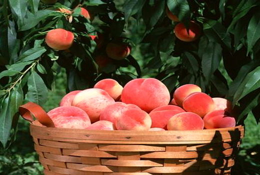 برداشت بیش از ۴۰ هزار تن هلو و شلیل از باغ‌های استان قزوین 