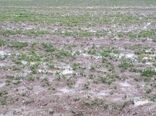 سیل به کشاورزان و دامداران اسفراین خسارت زد 