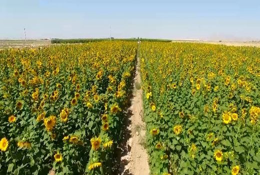 شاهین شهر رکورددار تولید تخمه آفتابگردان در استان اصفهان