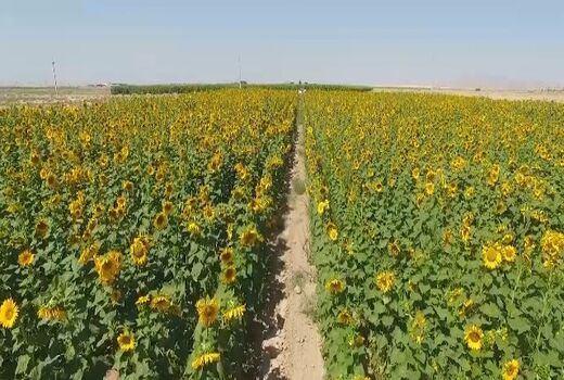 شاهین شهر رکورددار تولید تخمه آفتابگردان در استان اصفهان