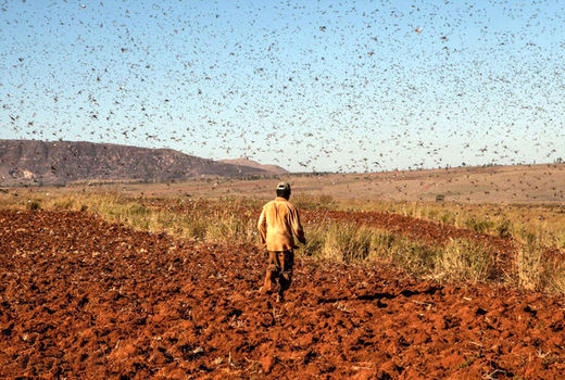 عملیات مبارزه با ملخ‌های کوهان‌دار در تاغ زارهای ورامین