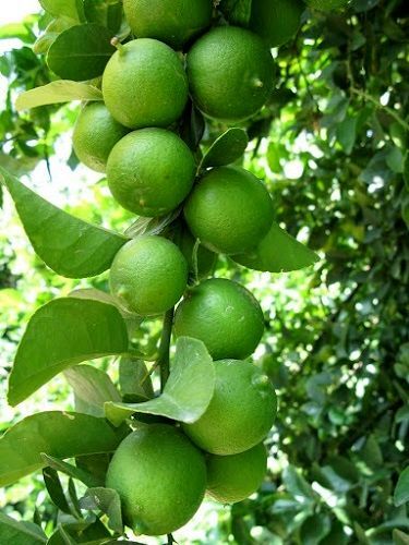 برداشت لیموترش از قطب تولید کشور  