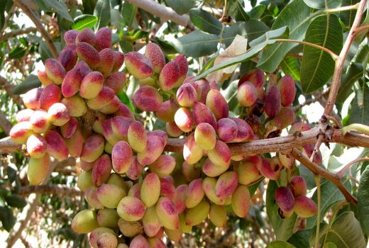برداشت پسته  از ۳۷ هزار هکتار باغات بارور شهرستان زرند