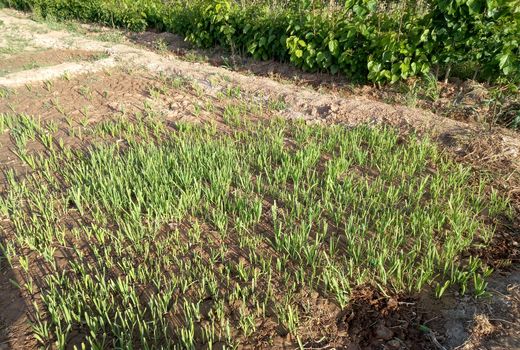  ۴ سایت کشت سبزیجات سالم در قالب باغچه‌های خانگی سلامت 