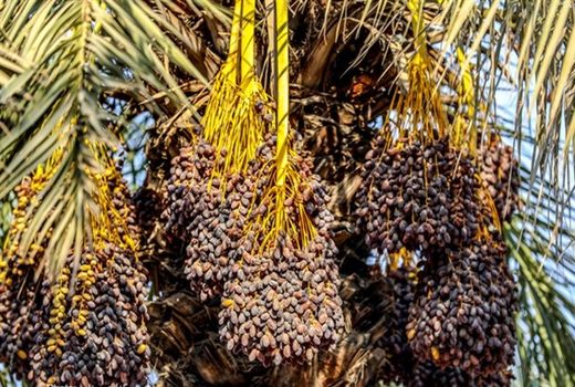 66 میلیارد تومان ارزش ریالی خرید تضمینی خرمای استعمران 