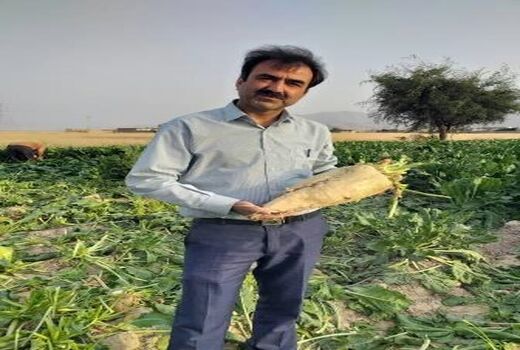 تولید چغندر قند پس از سه دهه در رستم 