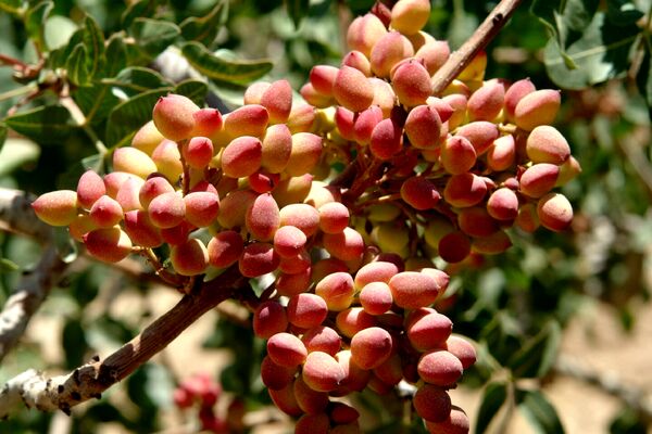 تولید سالیانه ۱۲ هزار تن پسته در شهرستان سرایان