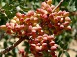 تولید سالیانه ۱۲ هزار تن پسته در شهرستان سرایان