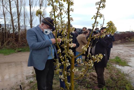 بازدید رئیس سازمان جهاد کشاورزی خراسان رضوی از باغات قوچان