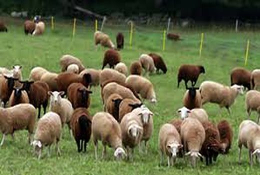 طرح «هویت‌دار کردن دام» در سمنان ضروری است